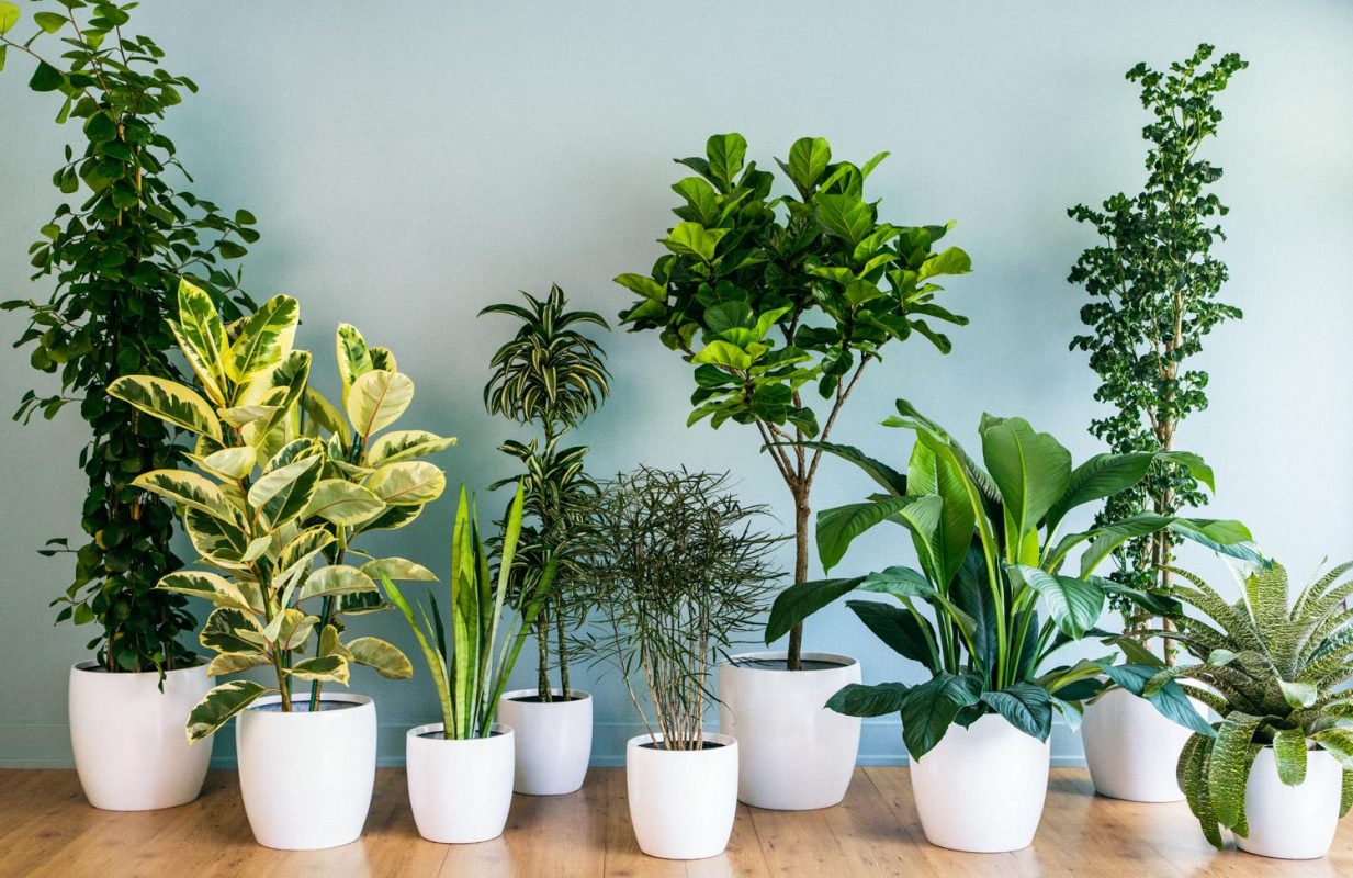 انواع گیاهان آپارتماانی