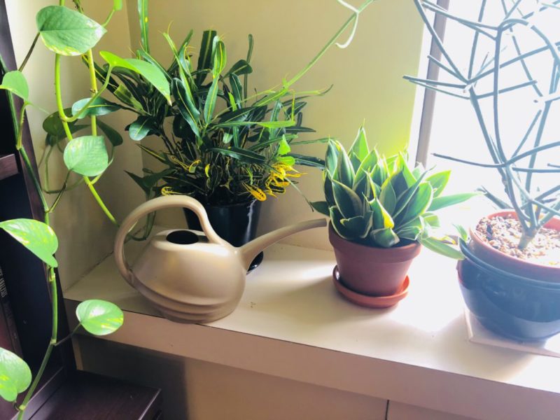 نگهداری گیاهان آپارتمانی