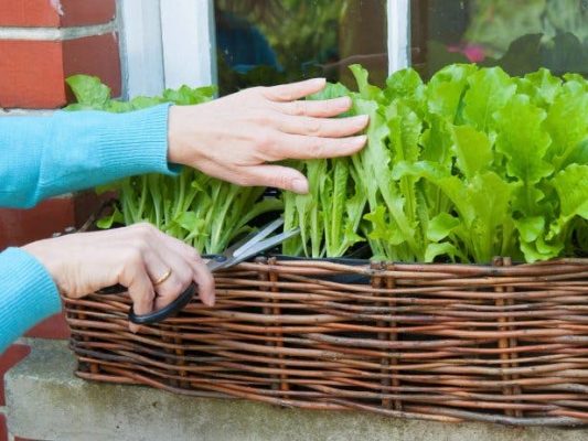 کاشت سبزی در سبد - شیوه کاشت سبزیجات و صیفی جات در گلدان و شیوه نگهداری در آپارتمان