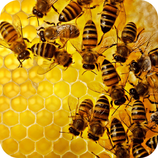 فصل پرورش زنبور عسل