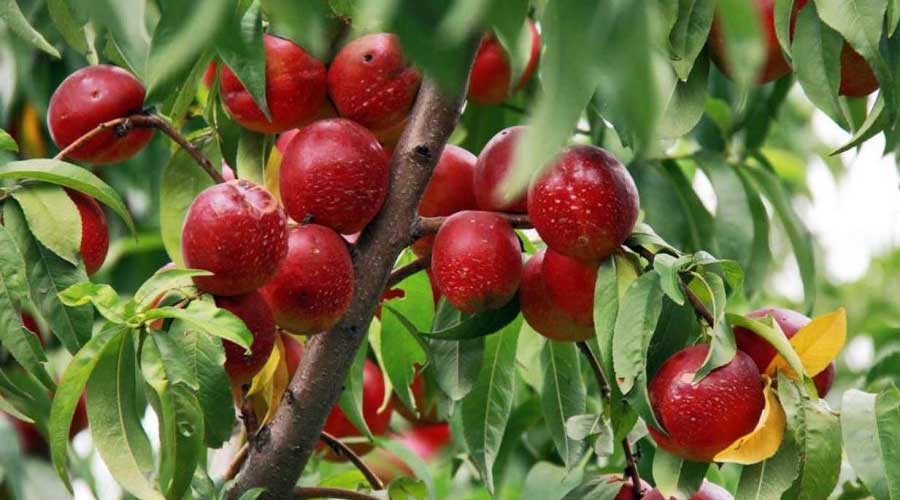 شلیل نوعی میوه از خانواده هلو بوده که نوعی از هلو با ژن مغلوب است که میوه‌ های بدون کرک تولید کرده و به همین علت هلوی بدون کرک نیز نامیده می‌ شود.درخت شلیل - شلیل انجیری - شلیل سفید - شلیل شمس - شلیل سان کینگ