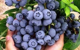 استفاده از میوه های تازه بلوبری که کاملا رسیده و به رنگ آبی تیره متمایل به مشکی هستند انتخاب بذرهای با کیفیت میوه ها را در یک پارچه پیچیده و در یک کیسه ی پلاستیکی بدون منفذ قرار داده به مدت 2 تا 3 ماه در دمای یخچال (1 تا 5 درجه) نحوه کاشت بذر بلوبری - روش کاشت بذر بلوبری - آموزش کاشت بذر بلوبری