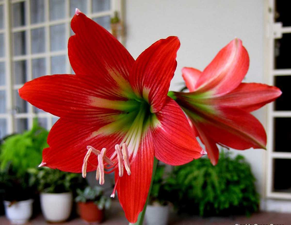 پیاز گل آماریلیس - گل آماریلیس - شرکت بهرویش | فروشگاه آنلاین کشاورزی