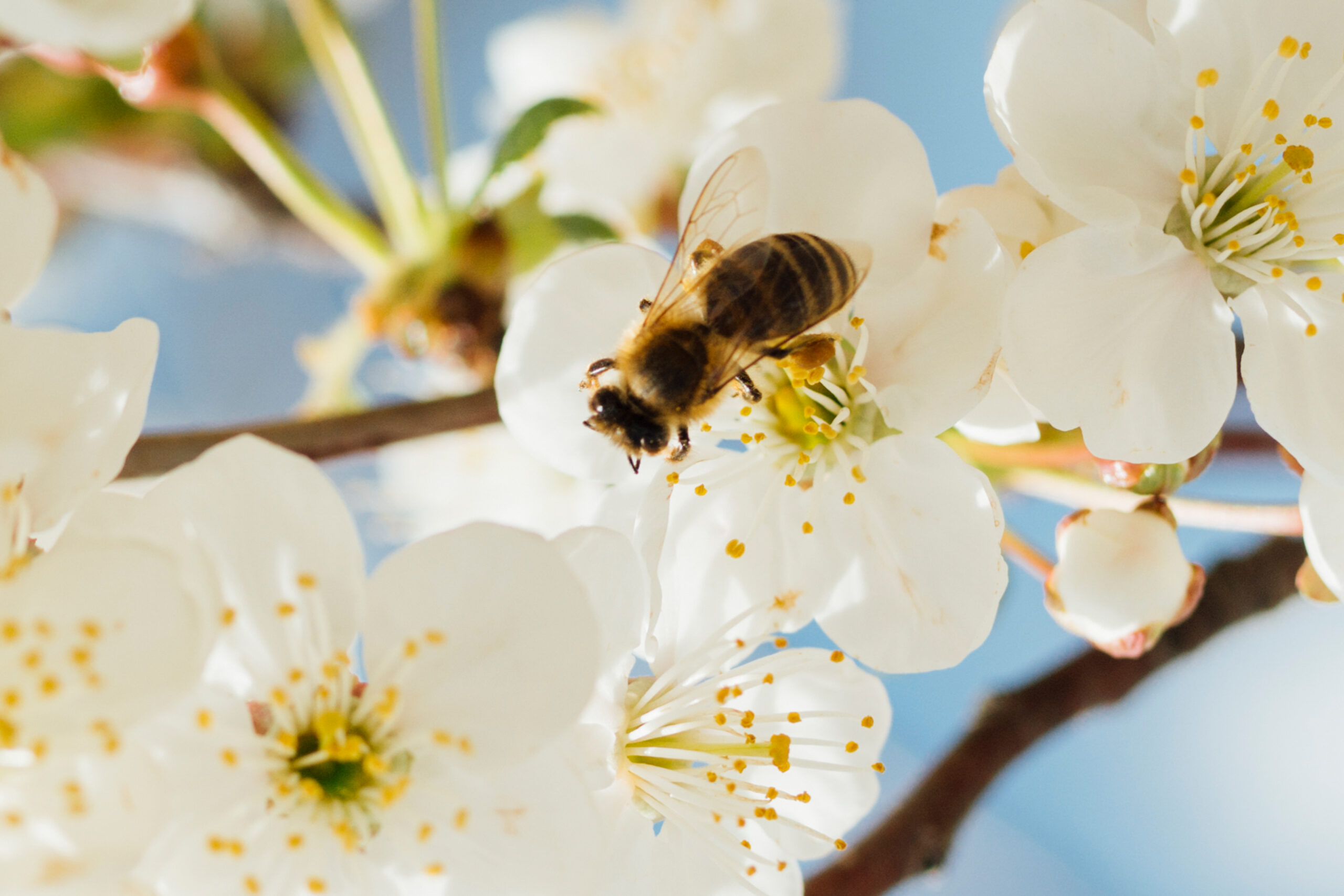 استفاده از حشرات در افزایش عملکرد تولید بذر، حشرات گرده افشان، نقش زنبور عسل در گرده افشانی