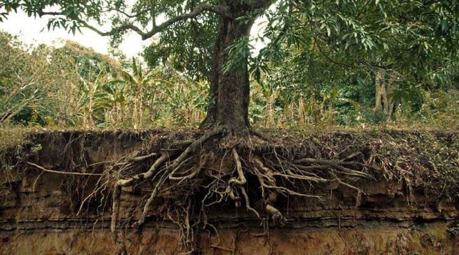 اینجا مواردی چون کودهای محرک ریشه زایی ، تقویت ریشه گیاه ، عوامل محیطی موثر در ریشه زایی و عوامل فیزیولوژیکی موثر در ریشه زایی را مورد بررسی قرار می دهیم.