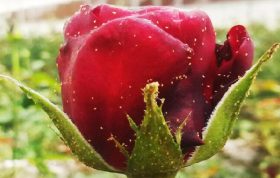 میخواهید با شته هایی که روی گلهایتان هستند مبارزه کنید می توانید از این مقاله استفاده کرده و همچنین با شته گل رز ، مبارزه با شته گل رز ، سموم شته آشنا شوید.