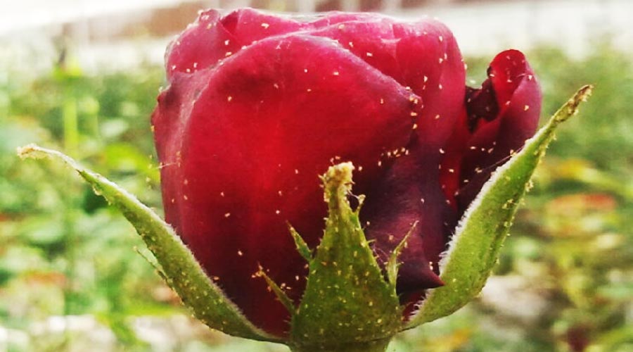 میخواهید با شته هایی که روی گلهایتان هستند مبارزه کنید می توانید از این مقاله استفاده کرده و همچنین با شته گل رز ، مبارزه با شته گل رز ، سموم شته آشنا شوید.