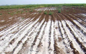 اگر در منطقه خشک زندگی می کنید و یا قصد پرورش هر نوع گیاهی را در مناطق خشک دارید می دانید که این مناطق دارای آب شور برای کشاورزی می باشند. در این محتوا اطلاعات مفیدی در این زمینه در اختیارتان قرار داده ایم.