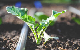 شناخت انواع آبیاری سبزیجات، آبیاری موثر سبزیجات و آبیاری بذر سبزیجات از مواردی هستند که نیاز به دقت بالا دارند. همچنین برای پاسخگویی سوالات بیان شده لازم است تا چند نکته در نظر گرفته بشود. خاک، آب و هوا یا اقلیم و انواع سبزیجات در حال رشد برای میزان آبیاری باید حتما در نظر گرفته بشوند.