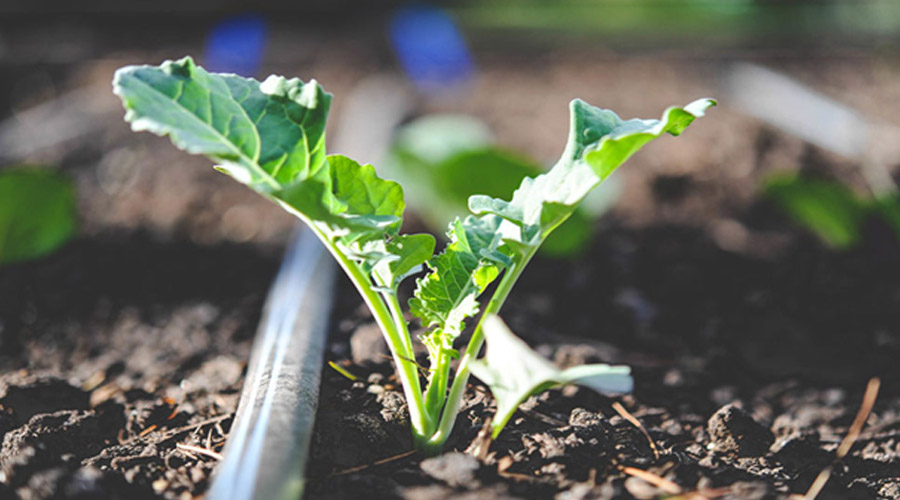 شناخت انواع آبیاری سبزیجات، آبیاری موثر سبزیجات و آبیاری بذر سبزیجات از مواردی هستند که نیاز به دقت بالا دارند. همچنین برای پاسخگویی سوالات بیان شده لازم است تا چند نکته در نظر گرفته بشود. خاک، آب و هوا یا اقلیم و انواع سبزیجات در حال رشد برای میزان آبیاری باید حتما در نظر گرفته بشوند.